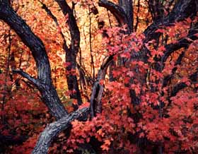 Punishment Tree