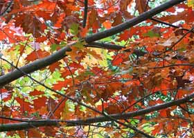 Punishment Tree