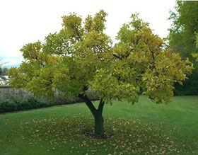 Punishment Tree