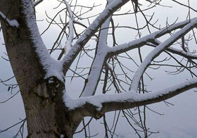 Punishment Tree