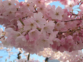 Punishment Tree