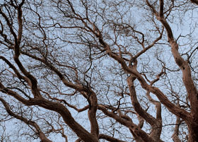 Punishment Tree