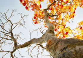 Punishment Tree